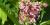 1 - Common milkweed