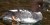 Bucephala clangula