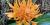 Burbidgea schizocheila flower