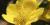 Caltha palustris