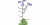 Campanula rotundifolia
