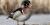 Canard branchu