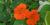 Garden nasturtium