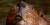 Castor canadensis