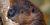 Castor canadensis