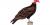 Cathartes aura adulte