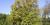 Cercidiphyllum japonicum