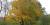 Cercidiphyllum japonicum