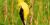 Chardonneret jaune