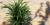 Chrysalidocarpus lutescens
