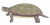 Chrysemys picta