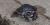 Chrysemys picta