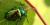 Chrysochus auratus