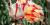 Tulipe perroquet  
