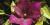 Clematis lilacina 'Floribunda'