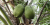 Coconut palm
