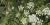 Conium maculatum