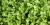 Coriandrum sativum