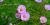 Garden cosmos