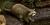Procyon lotor