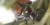 Parasitized Japanese beetle