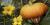 Cucurbita maxima 'Turk's Turban'