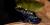 Dendrobates tinctorius