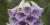 Digitalis 'Camelot Lavender'