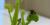 Une dionée attrape-mouche (<em>Dionaea muscipula</em>) se nourrit d'une mouche.