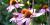 Coneflower