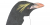Eudyptes chrysolophus