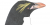 Eudyptes chrysolophus