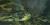 Eunectes notaeus