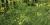 Foeniculum vulgare