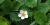 Fragaria virginiana