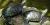 Tortue peinte (Chrysemys picta)
