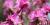 Rhododendron dauricum var. sempervirens