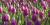 Tulipa 'Negrita'