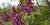 Syringa vulgaris 'Mrs.Edward Harding'