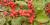 Common winterberry