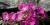 Primula 'Amanda Gabrielle'