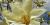 Magnolia acuminata 'Yellow Fever'