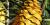 Encephalartos villosus, cône