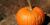 Cucurbita pepo 'Baby Bear'