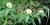 Chelone glabra (gim020303)