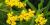 Grass-leaved goldenrods