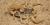 Hadrurus arizonensis