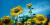 Helianthus annuus