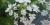 Berce du Caucase (heracleum mantegazzianum)