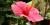 Hibiscus rosa sinensis